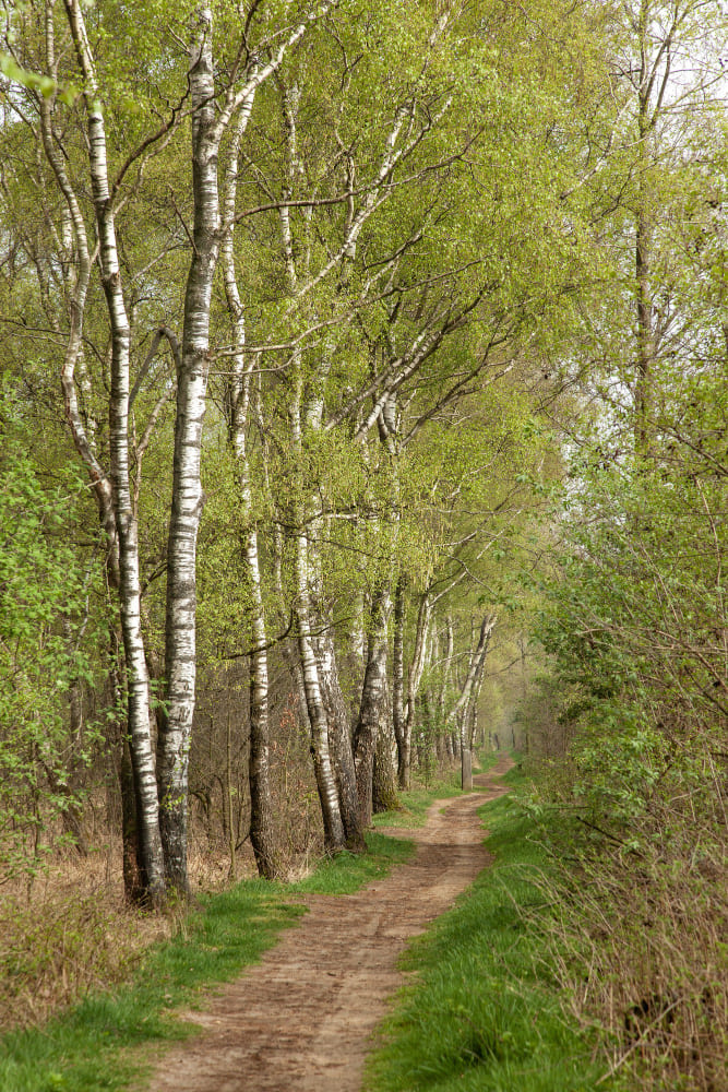 L'Age de la Perma - Sève de bouleau fraiche - Angers - Maine et Loire - Pays de la Loire - Qualité supérieure L'Age de la Perma - Sève de bouleau fraiche - Angers - Maine et Loire - Pays de la Loire - Qualité supérieure