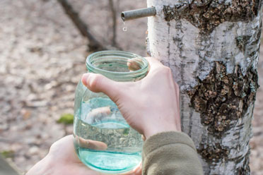 L'Age de la Perma - Sève de bouleau fraiche - Angers - Maine et Loire - Pays de la Loire - Qualité supérieure