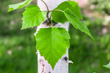 L'Age de la Perma - Sève de bouleau fraiche - Angers - Maine et Loire - Pays de la Loire - Qualité supérieure